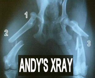 Andy's Xray